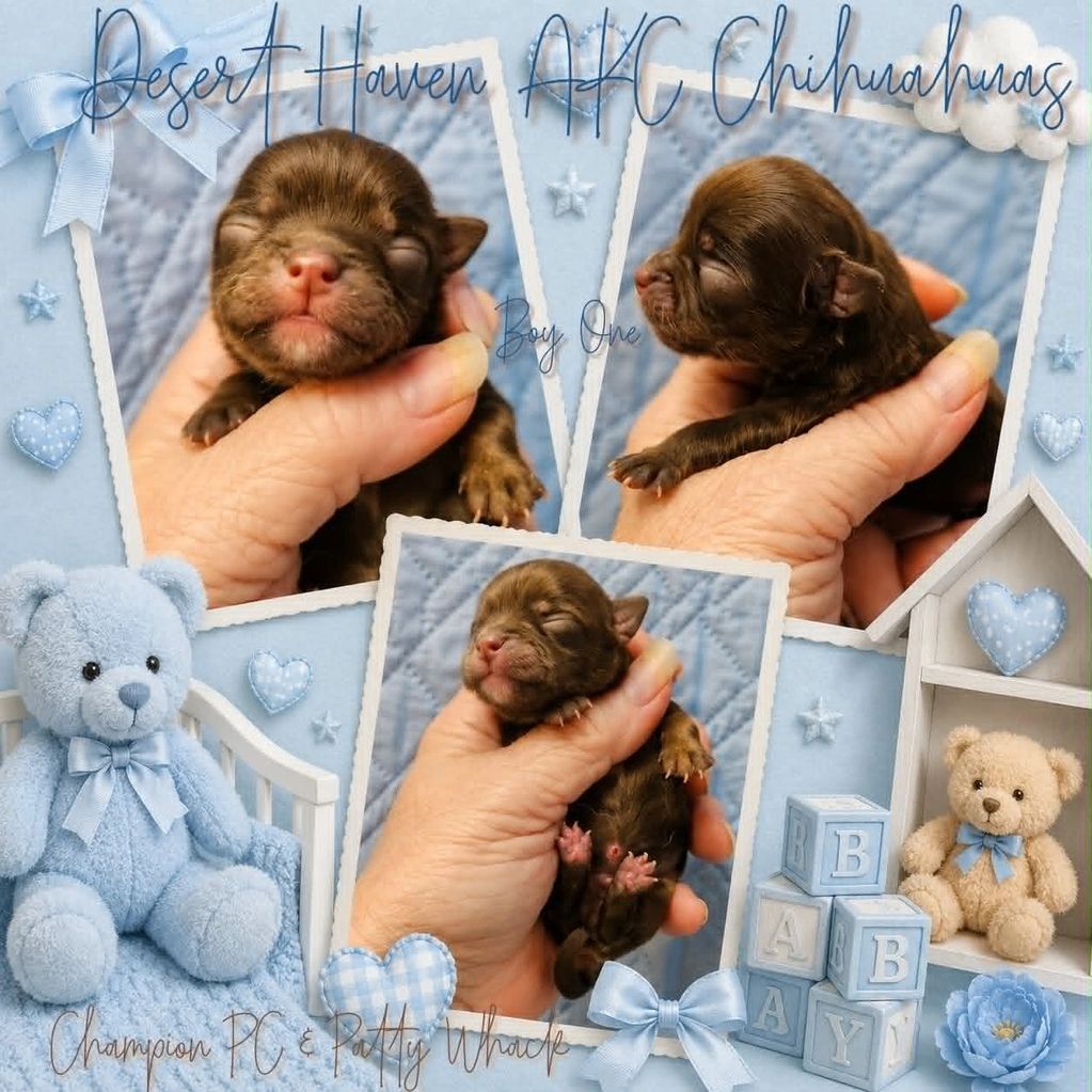 AKC Champion sired chocolate Chihuahua long coat male puppy owned by Desert Haven Chihuahuas