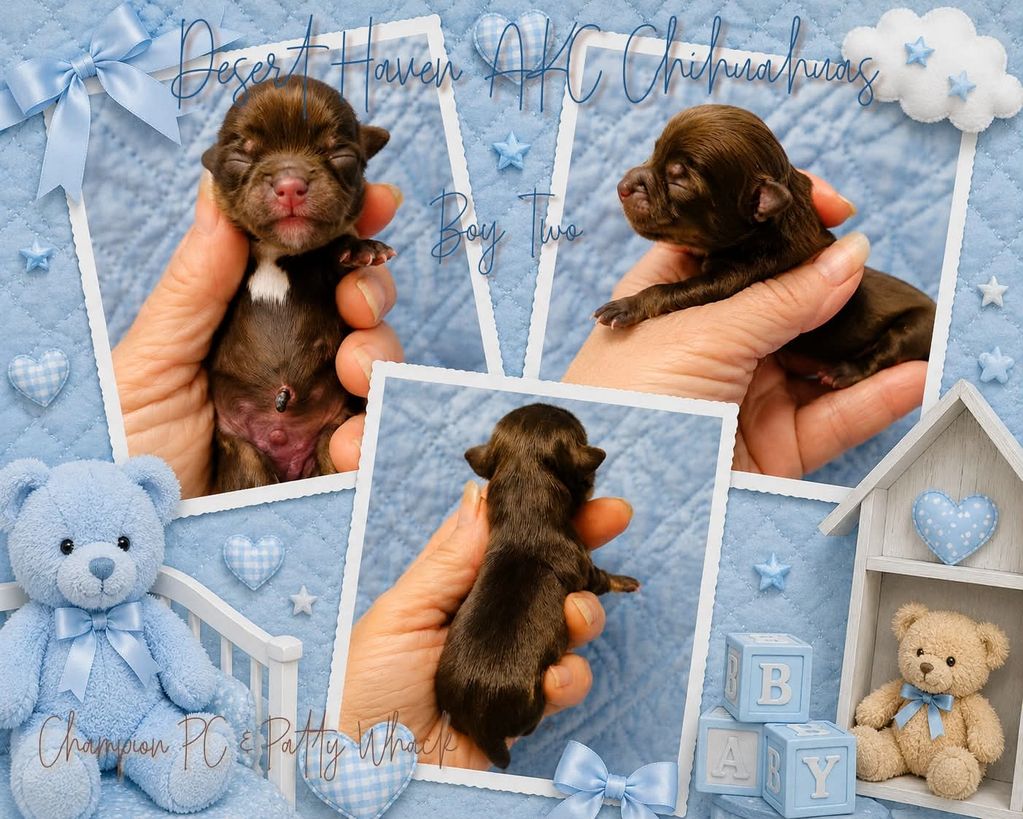 AKC Chocolate long coat male Chihuahua puppy owned by Desert Haven Chihuahuas