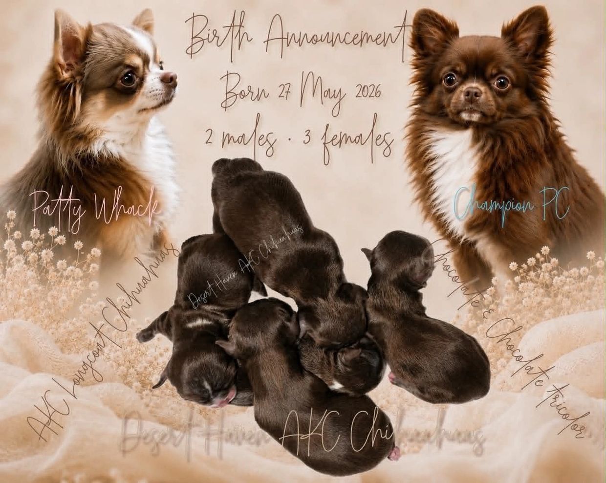 Birth announcement of Chihuahua puppies born on 27 May 2026 with 2 males and 3 females.
