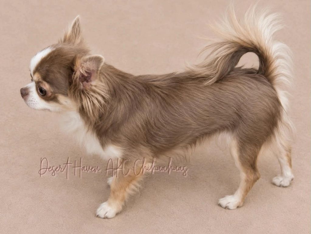 AKC Chihuahua LC female named Patty Whack owned by Desert Haven Chihuahuas