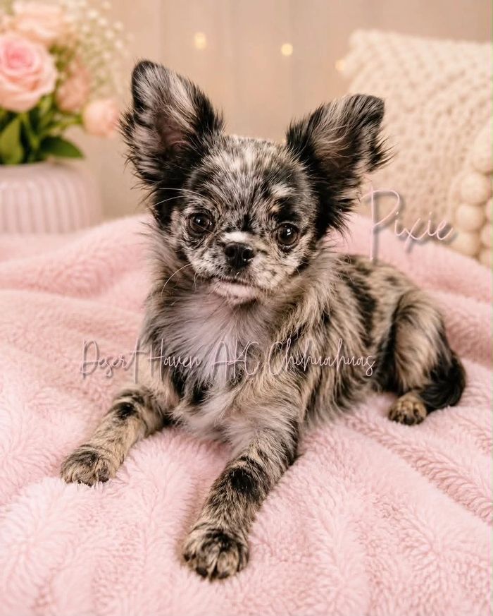 Long coat AKC Chihuahua female black and silver merle in color born to Desert Haven AKC Chihuahuas