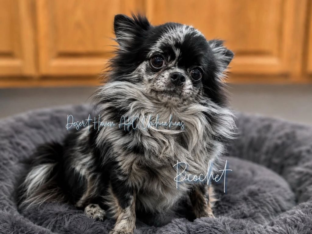 AKC black merle longcoat Chihuahua male named Ricochet owned by Desert Haven Chihuahuas of Arizona