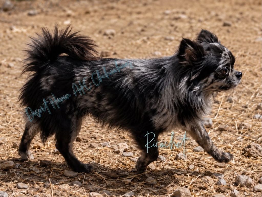 AKC Chihuahua long coat male, black merle, Ricochet, owned by Pam Padilla, Desert Haven Chihuahuas
