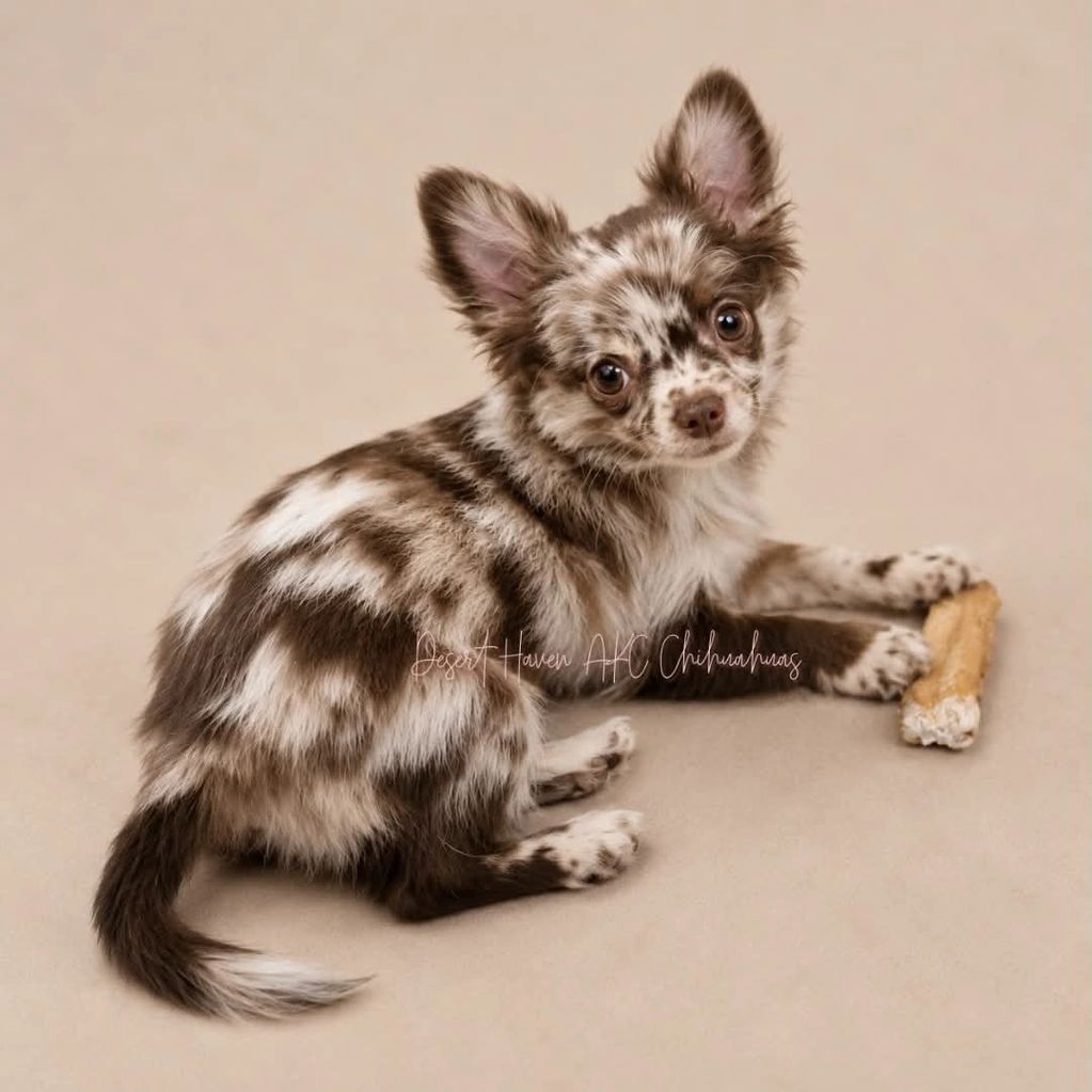 Spotted Chihuahua puppy with a bone.