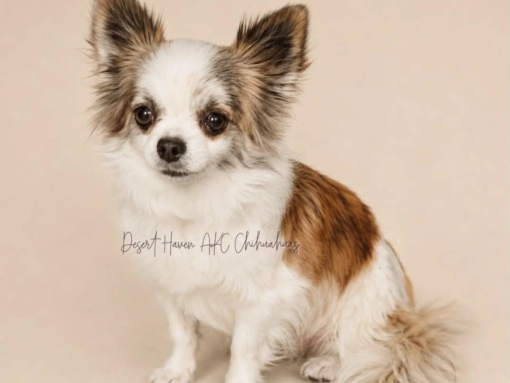 TK's Barred Tigress
AKC TS 48818101 FN/BRNDL/SOW 07.06.20

