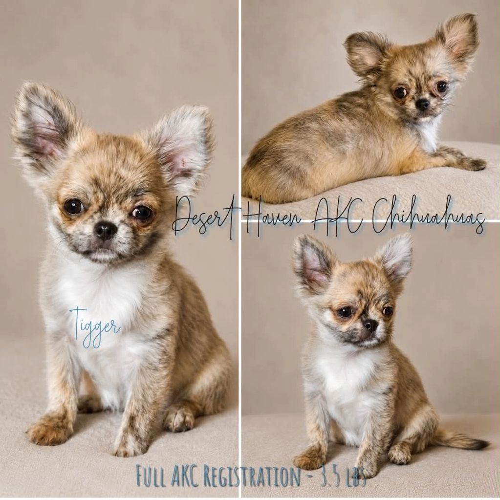 AKC Chihuahua LC male bred by Desert Haven AKC Chihuahuas