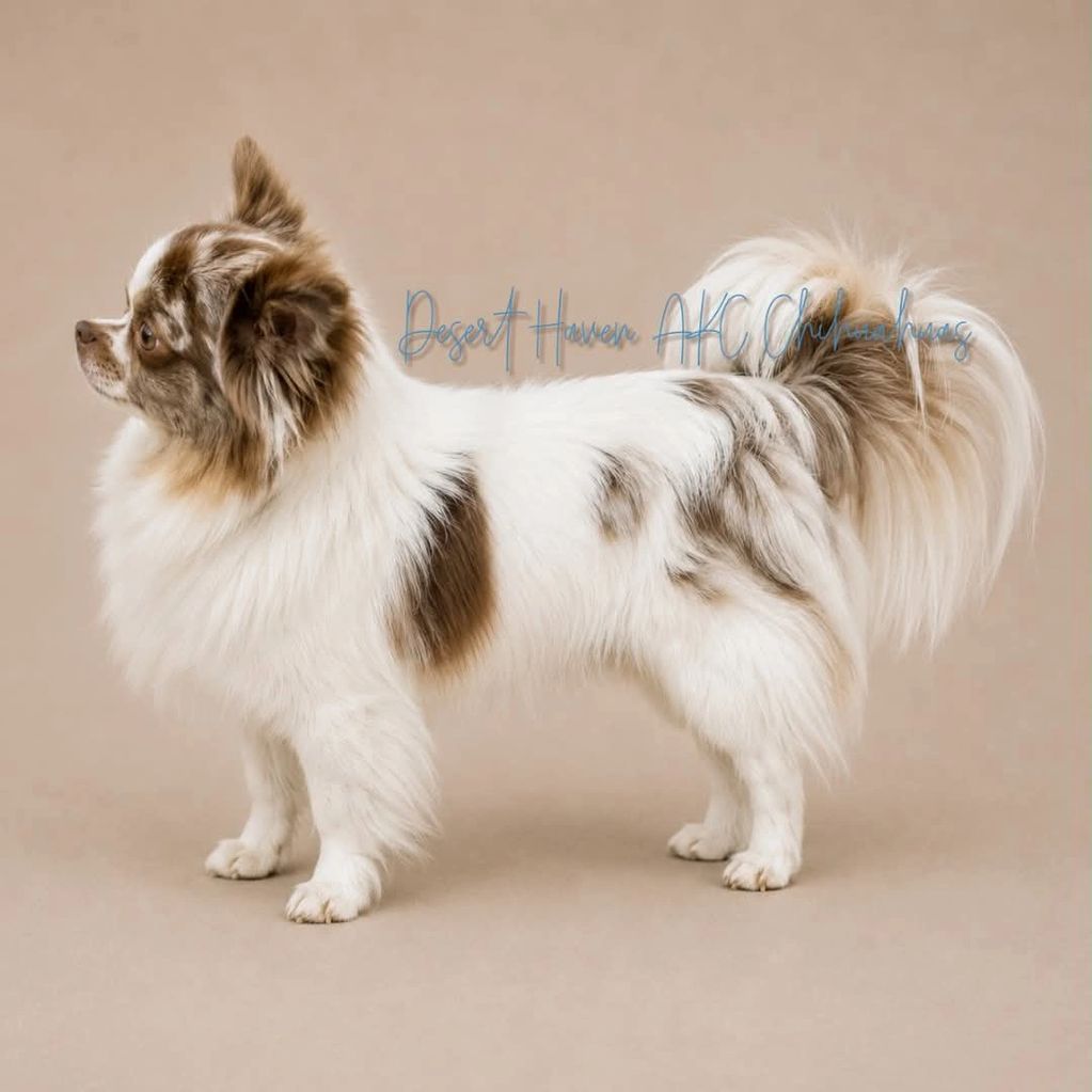 AKC Chihuahua LC male, chocolate merle spotted on white owned by Desert Haven AKC Chihuahuas