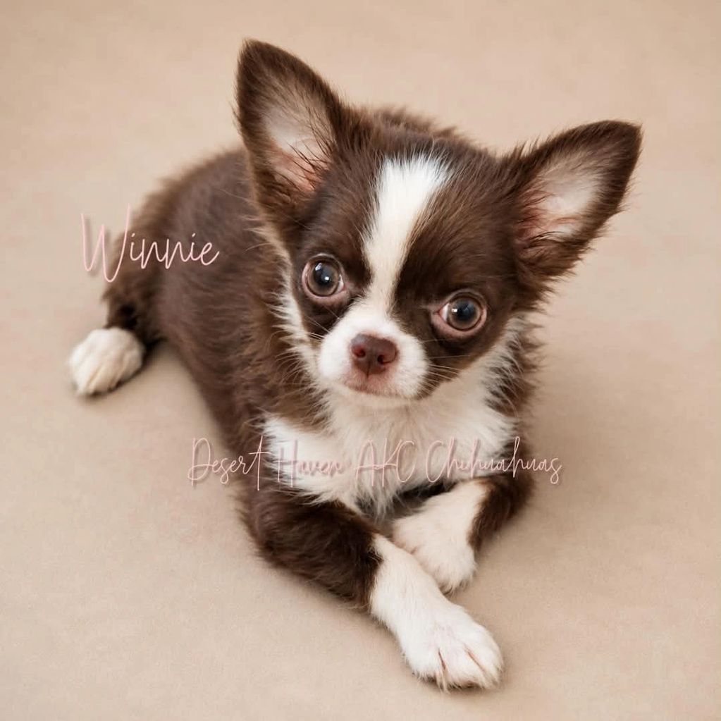 Cute brown and white Chihuahua puppy named Winnie lying on a beige surface.