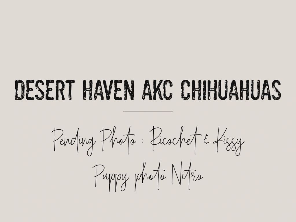 Announcement for upcoming photos of Desert Haven AKC Chihuahuas puppies.