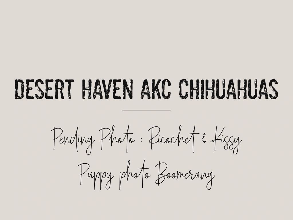 Text announcing Desert Haven AKC Chihuahuas with pending photos for Ricochet, Kissy, and Boomerang.
