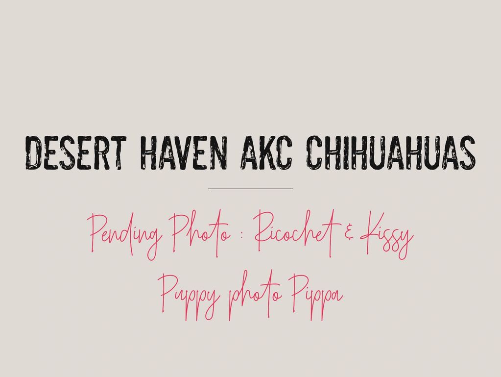 Text image about Desert Haven AKC Chihuahuas and pending photos of Ricochet, Kissy, and Pippa.