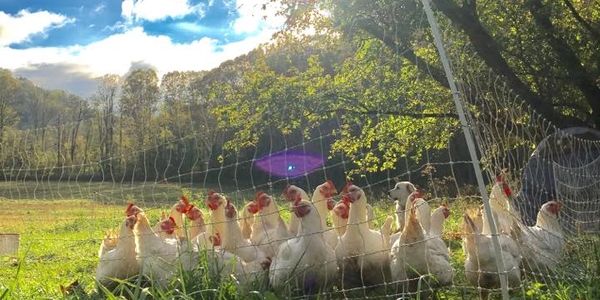 Happy Hens & Highlands Farm LLC