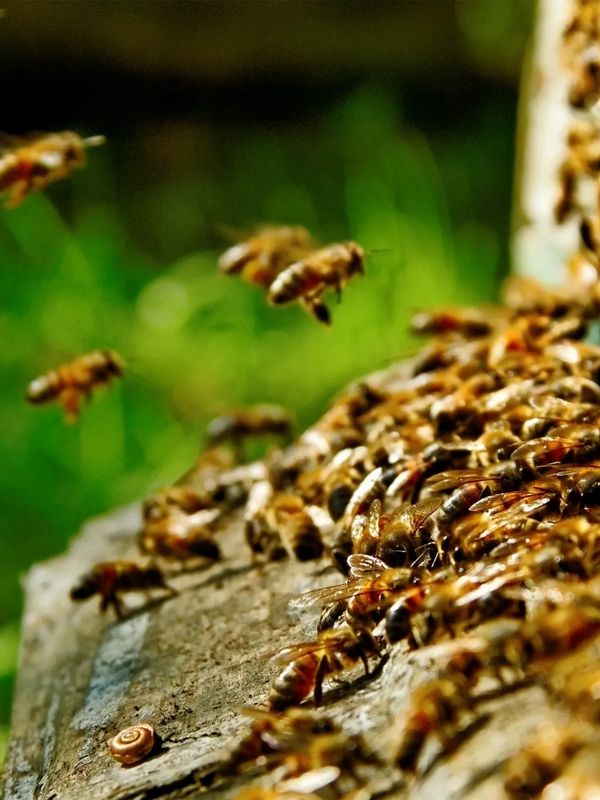 Bee extraction services
