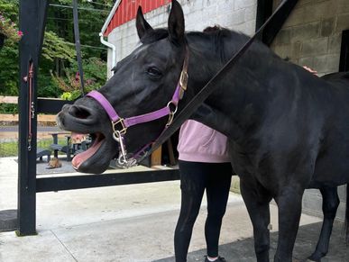 A black horse with a purple halter yawns beside a person in black leggings.