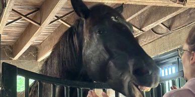 A black horse inside a stable interacting with a person.