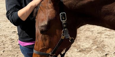Person gently petting a brown horse's head outdoors.