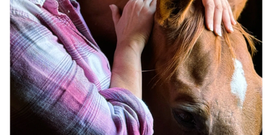 A person gently caressing a horse's head, showing affection.