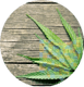 Ohio Medical Cannabis Group