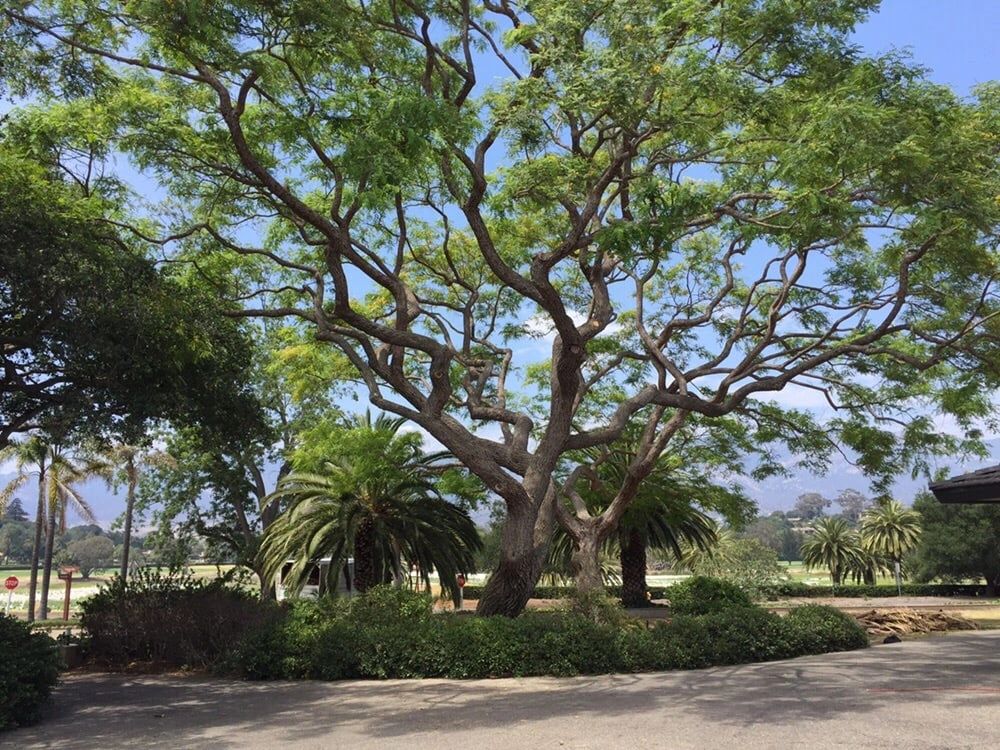 Large tree with sprawling branches in a sunny park-like setting.