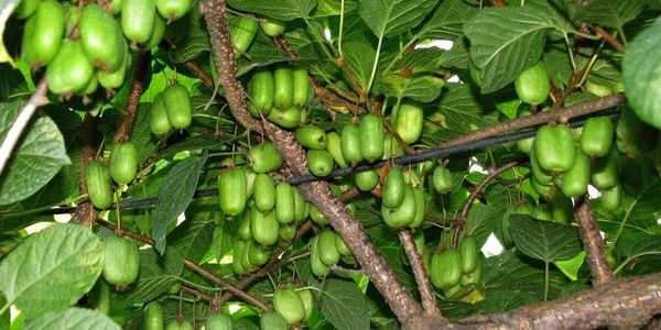 hardy kiwi