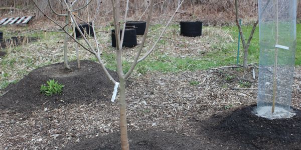 pawpaw trees