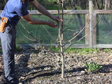 pruning 