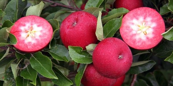apple