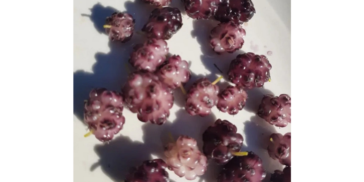 purple cloud mulberry