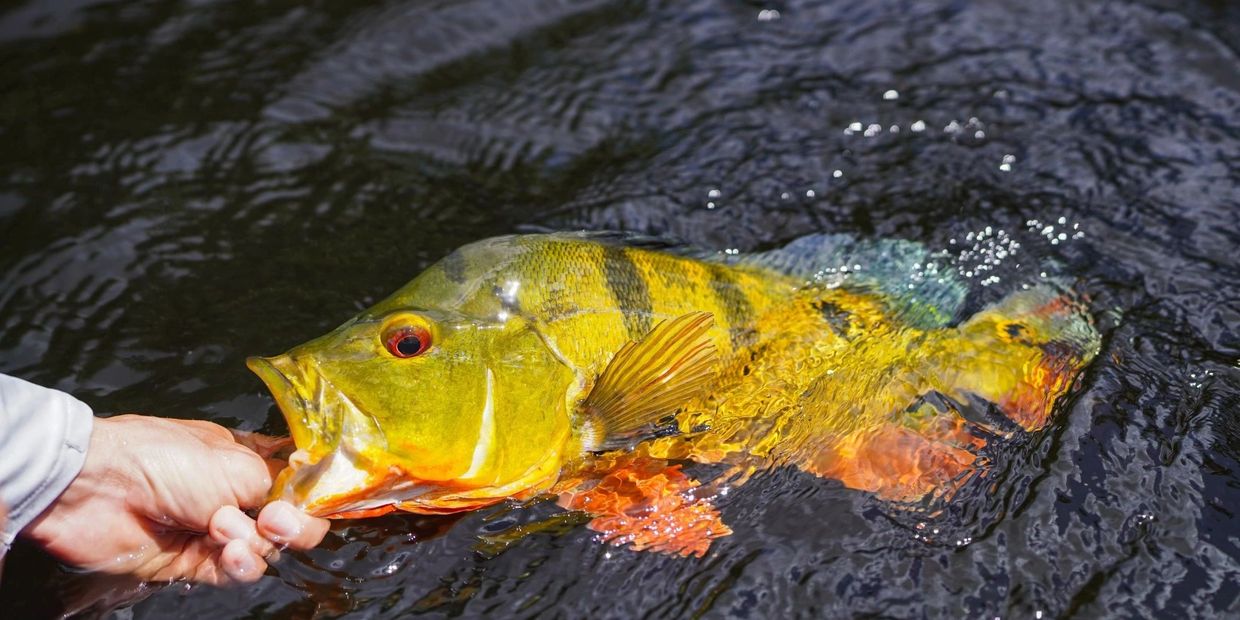 Trophy peacock bass being released
