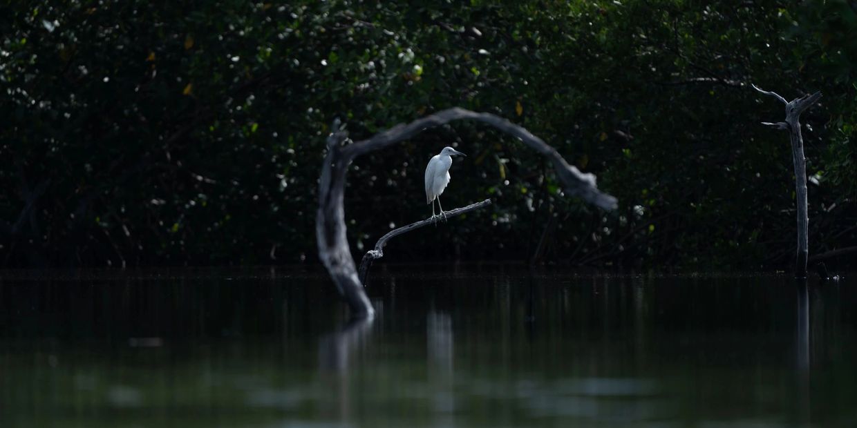 A Florida bird hunting in the Everglades National Park