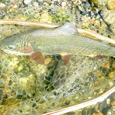 BOOK  A TRIP WITH FITTERROOT FLY