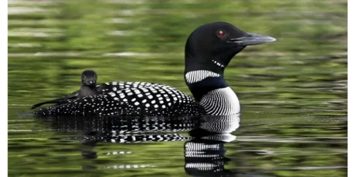 The Loon count will take place again this year!!!  We can use more volunteers.

