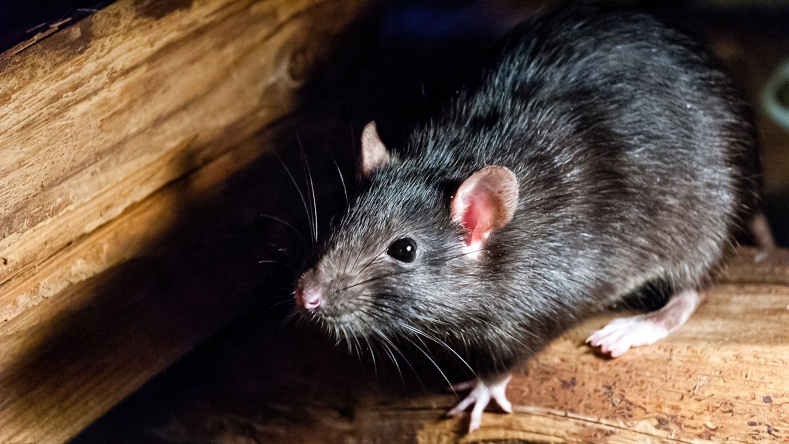 Aahrats Pest Control, LLC - Pest Control, Rats, Mice, Bugs
