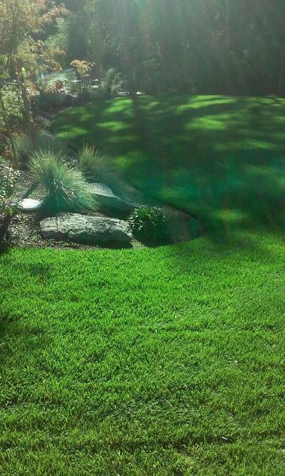 Beautiful lawn work done in Salem, OR.  Let Bigfoot make your yard beautiful, too!