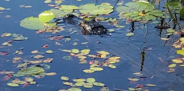 central florida airboat tours