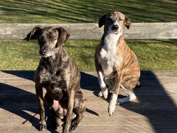 Marcie and Snoopy