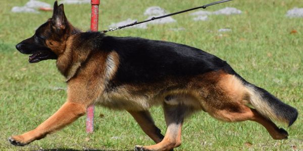 German Shepherd dog walking on grass with a leash.