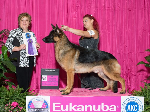 German Shepherd wins at Eukanuba dog show with handler and judge.