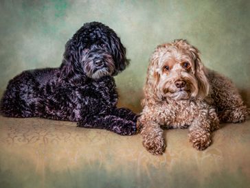 Painting of black doodle and sandy doodle dogs