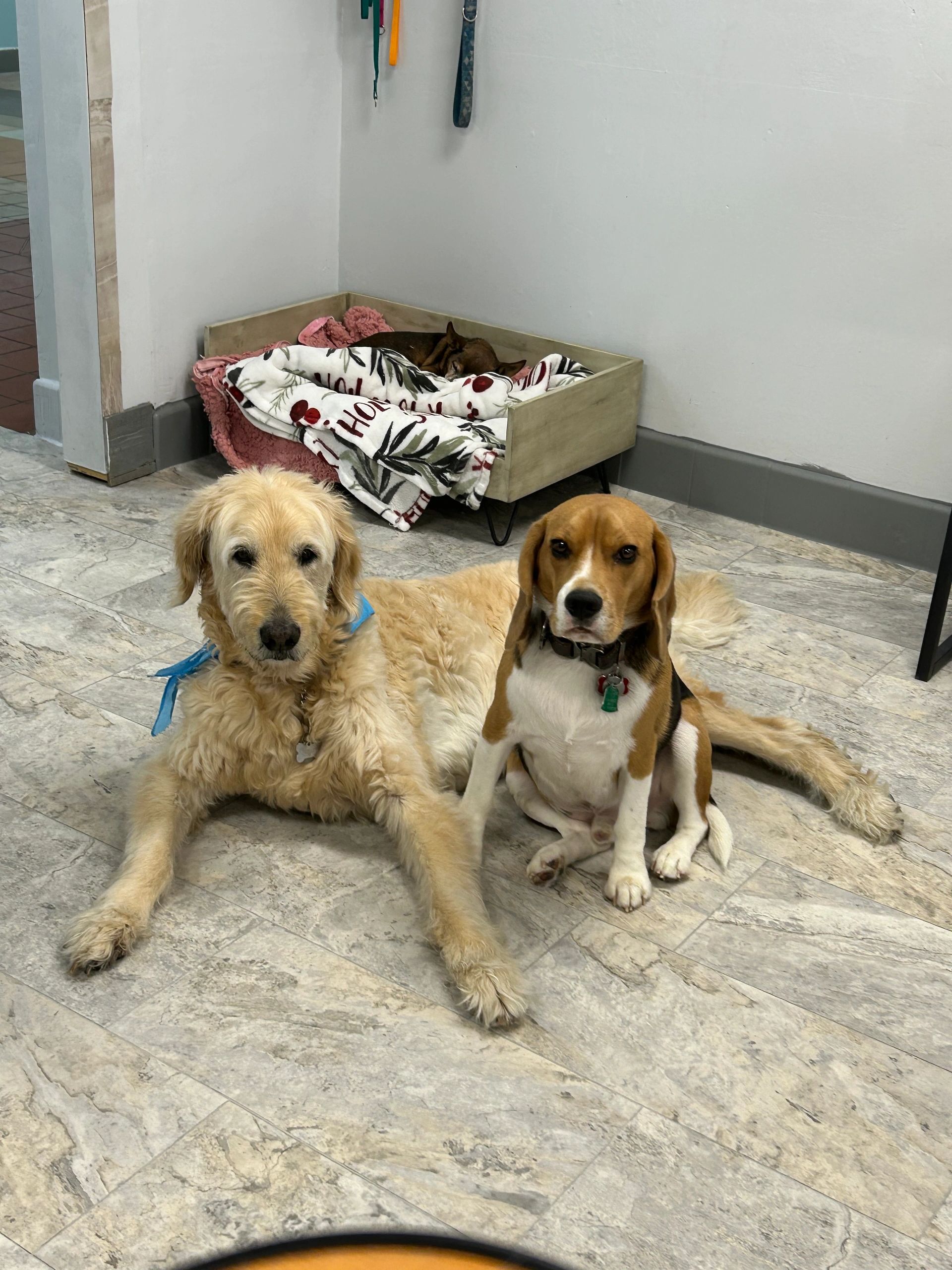 Uptown Pet Spa Scottsdale