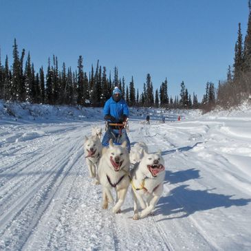 dog sledding huskies inuvik