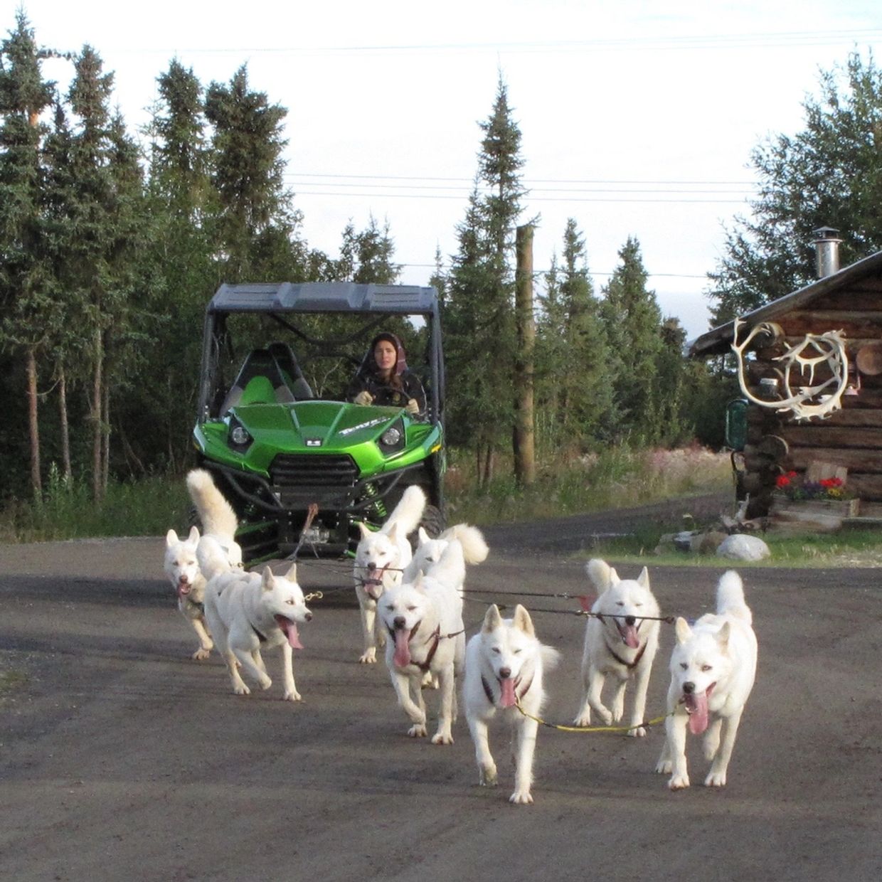 dog mushing white huskies