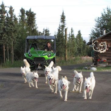 dog mushing white huskies