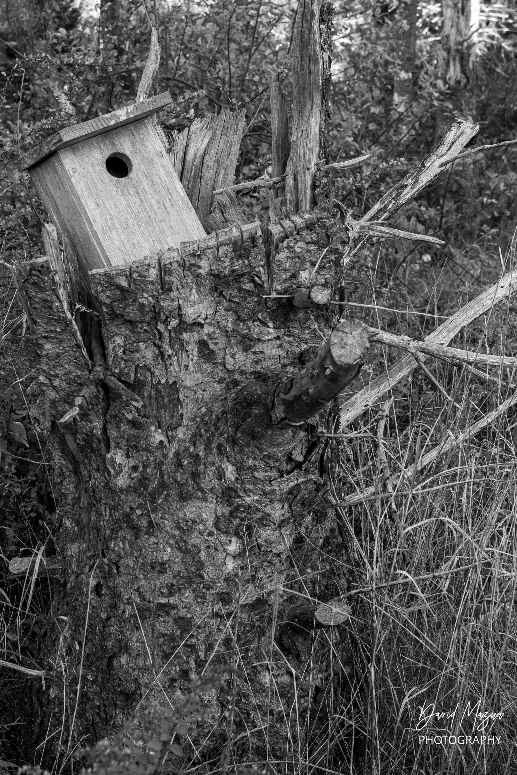 Rustic birdhouse on a tree stump in forest.