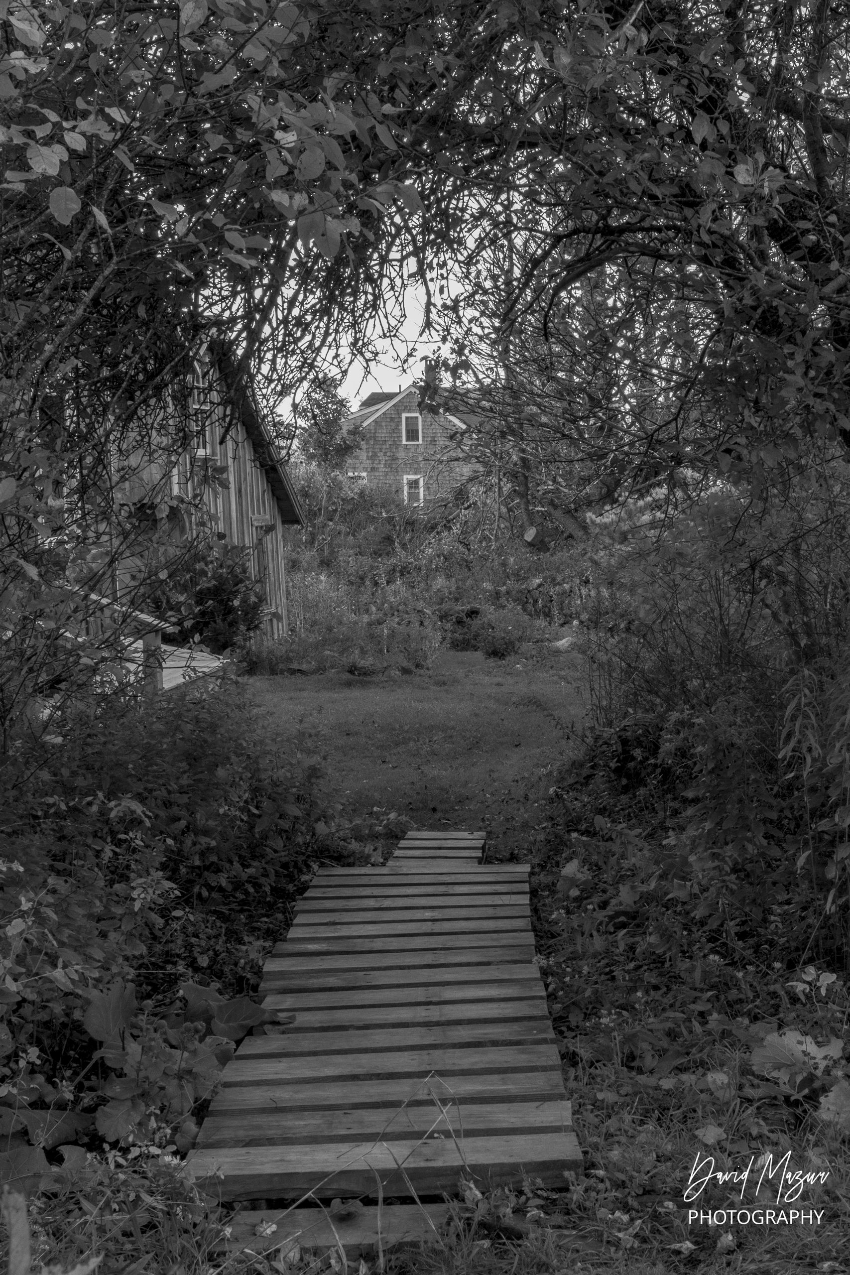 Rustic wooden pathway leading to a house through dense foliage.