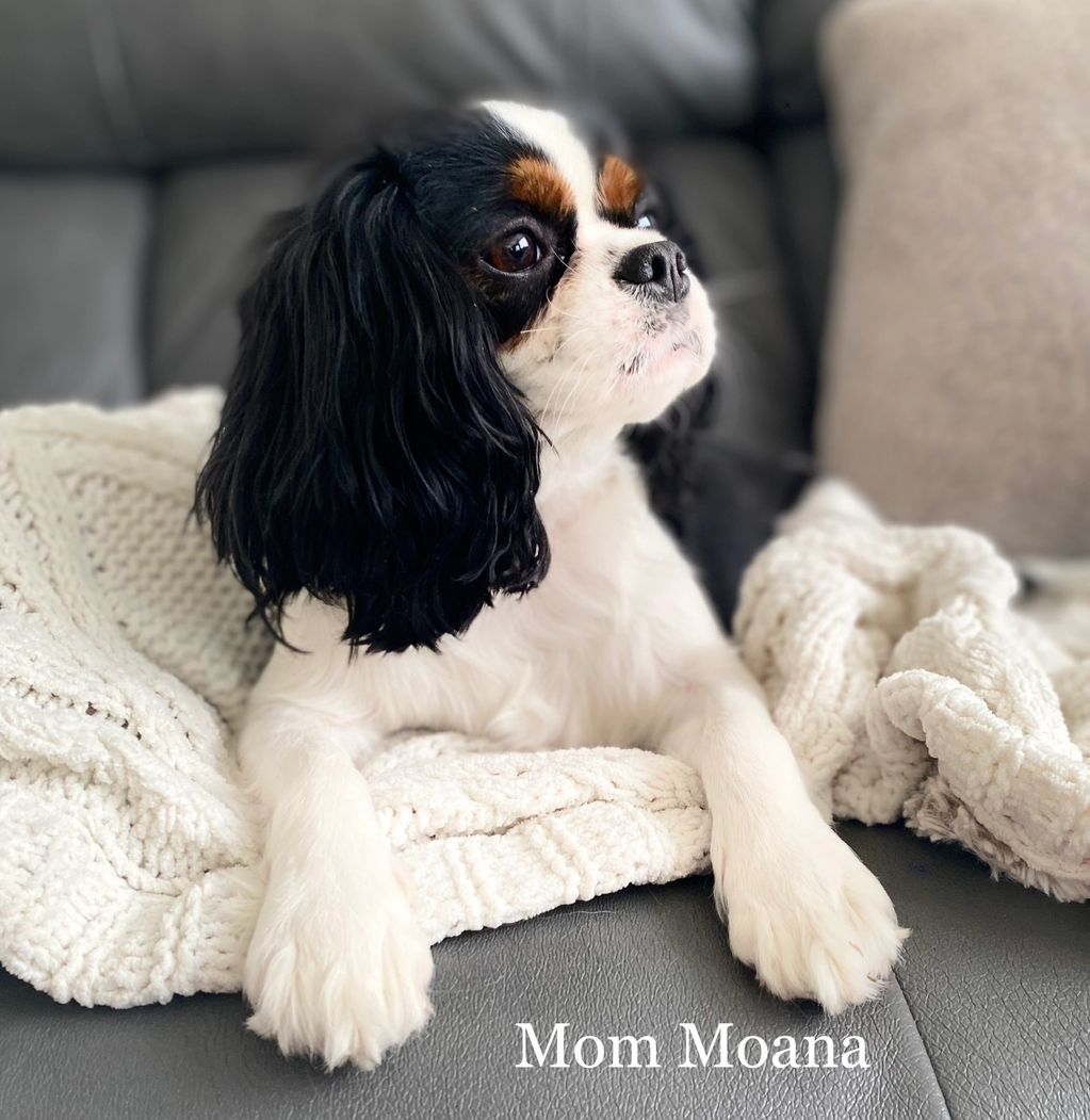 available for adoption