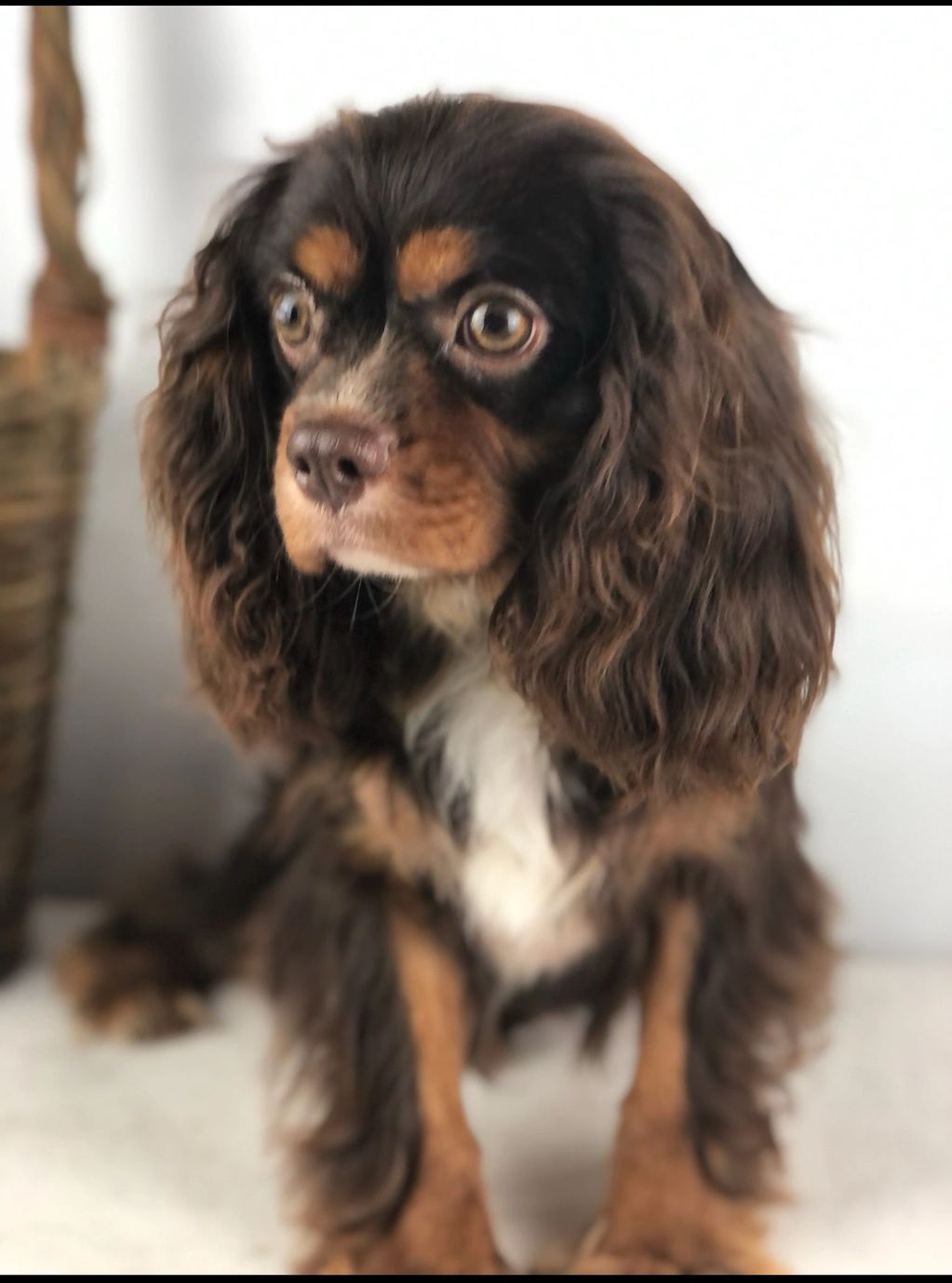 Our male chocolate Cavalier. We hope to have chocolate Cavaliers soon!