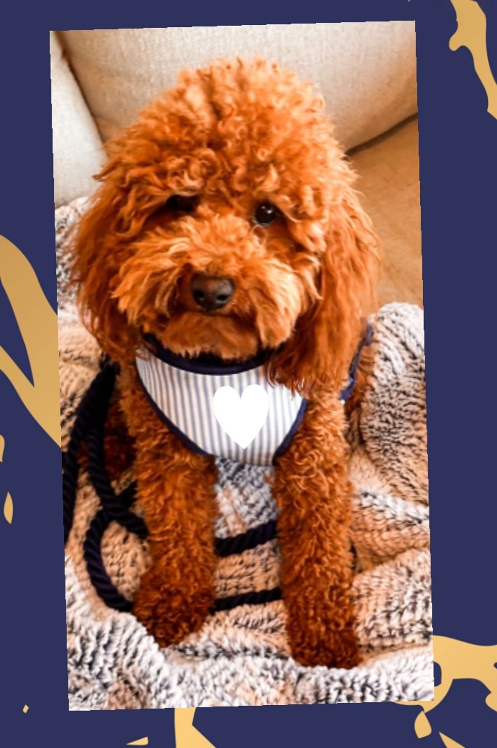 Chewbacca is our male stud to create our lovely Cavapoos-- ask for stud fee