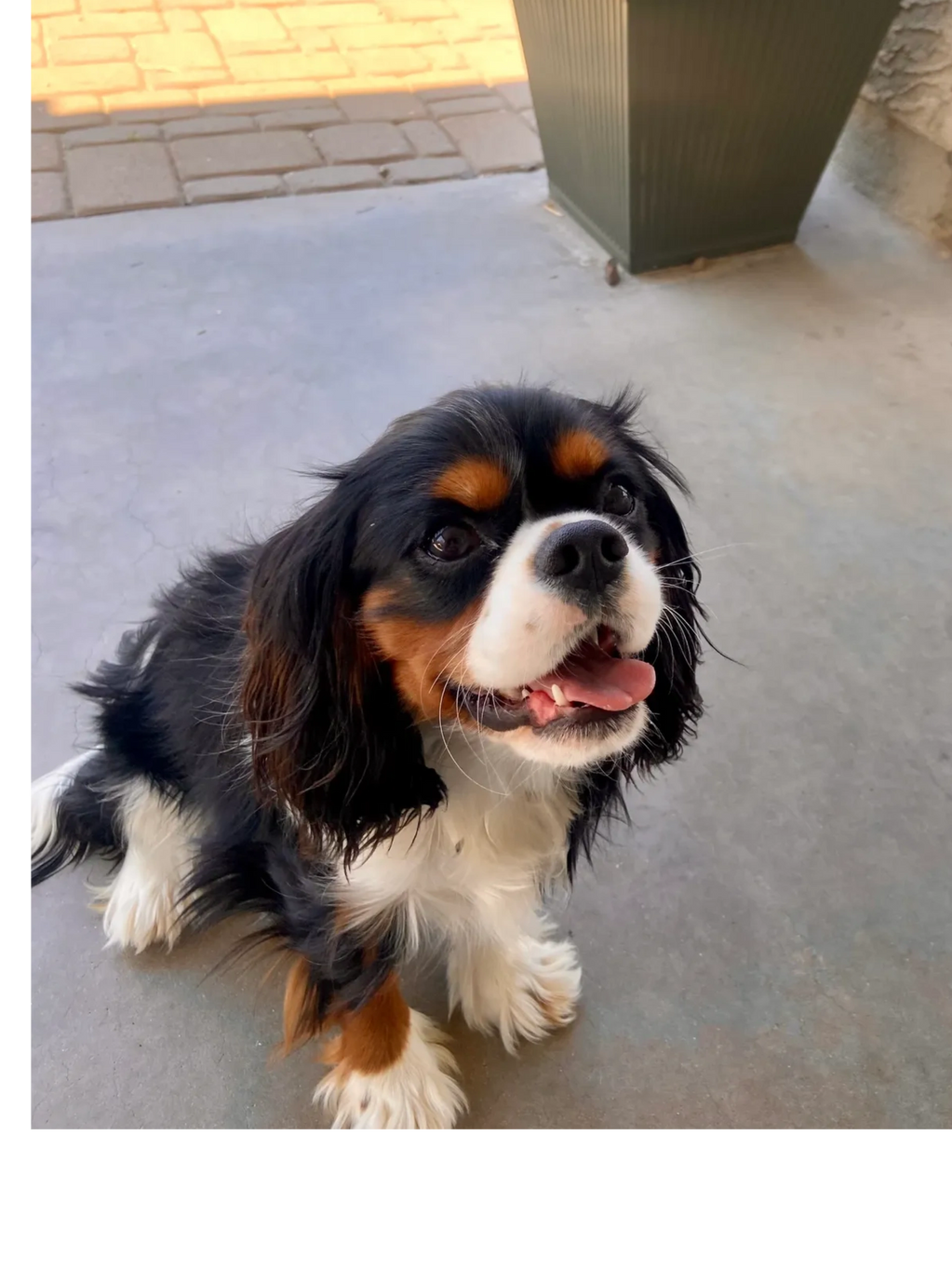 AKC Cavalier health tested
Here is Charlie. 