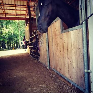 Horse looking out from stable inside a barn.